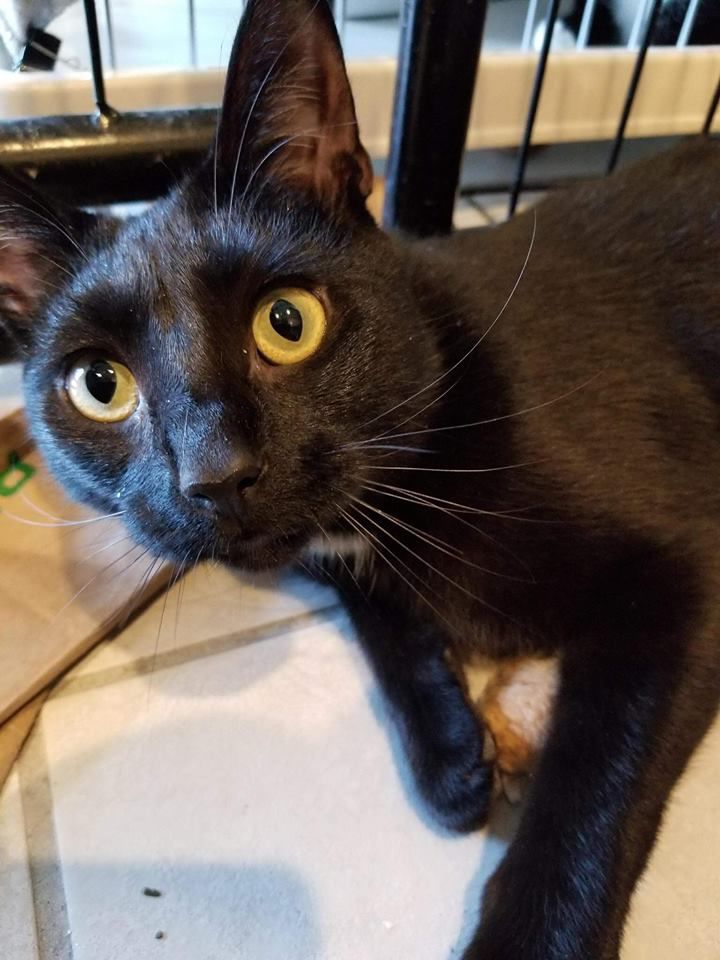 Remington